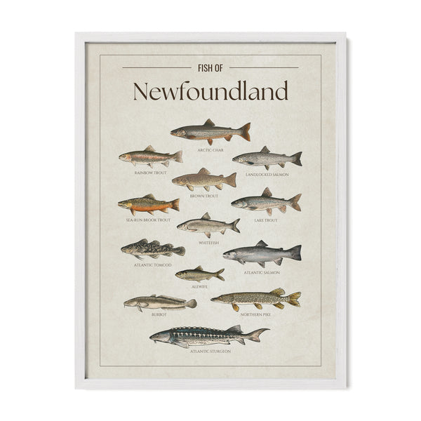 Newfoundland Print