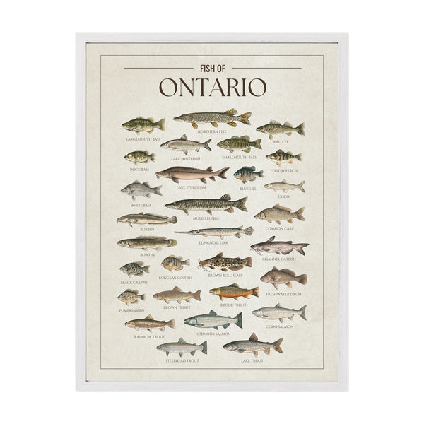 Ontario Print