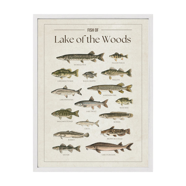 Lake of the Woods Print