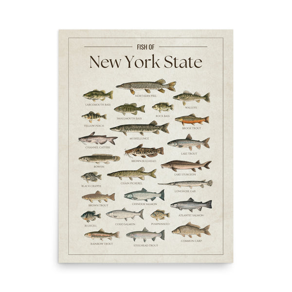 New York State Print