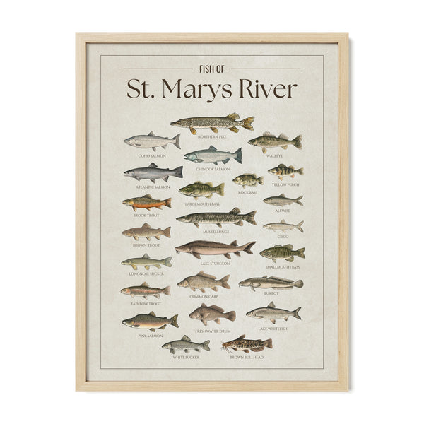 St. Marys River Print