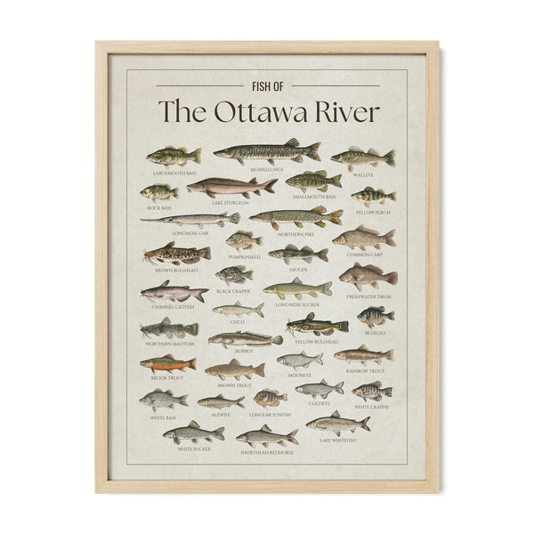 The Ottawa River Print