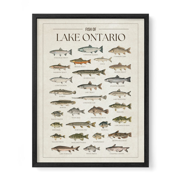 Lake Ontario Print