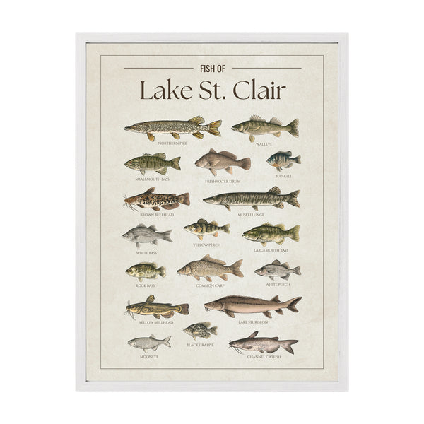 Lake St. Clair Print