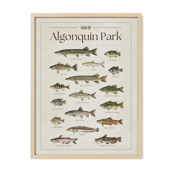 Algonquin Park Print