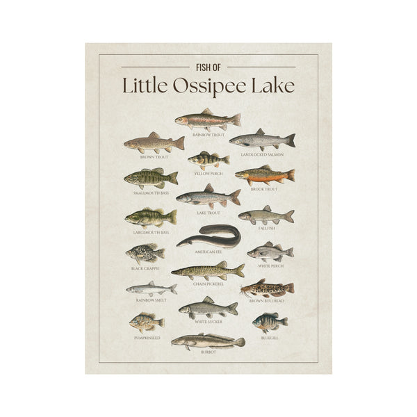 Little Ossipee Lake Print