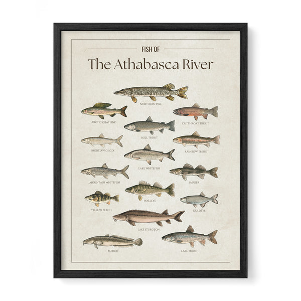 Athabasca River Print