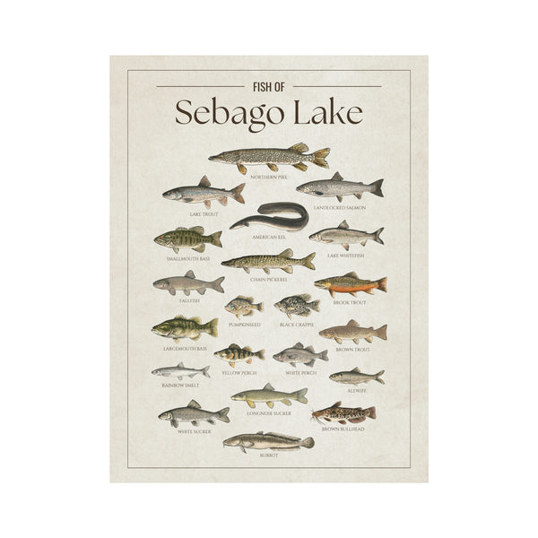 Sebago Lake Print