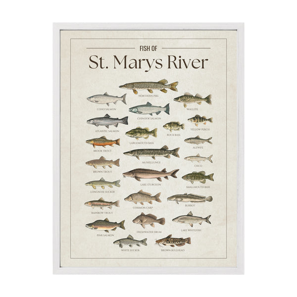 St. Marys River Print