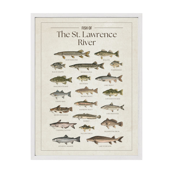 St. Lawrence River Print