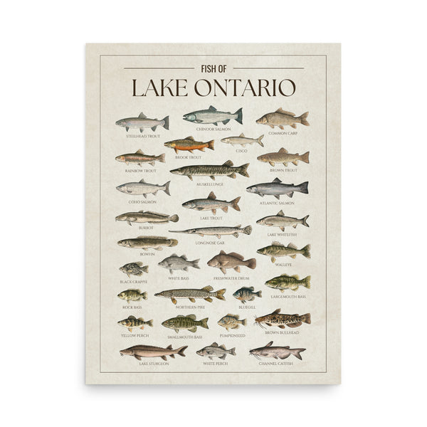 Lake Ontario Print