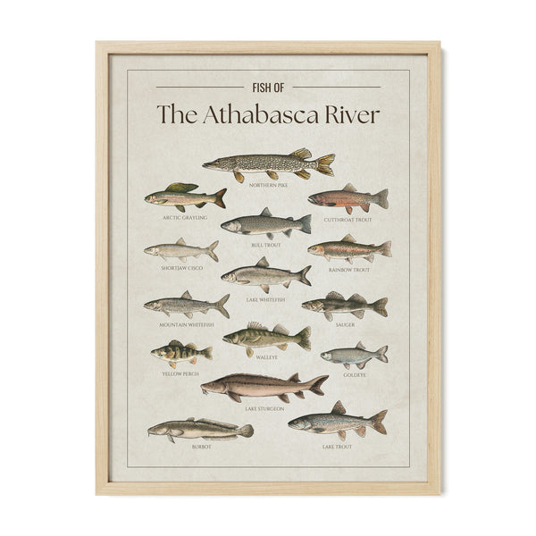 Athabasca River Print