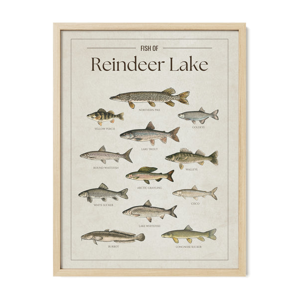 Reindeer Lake Print