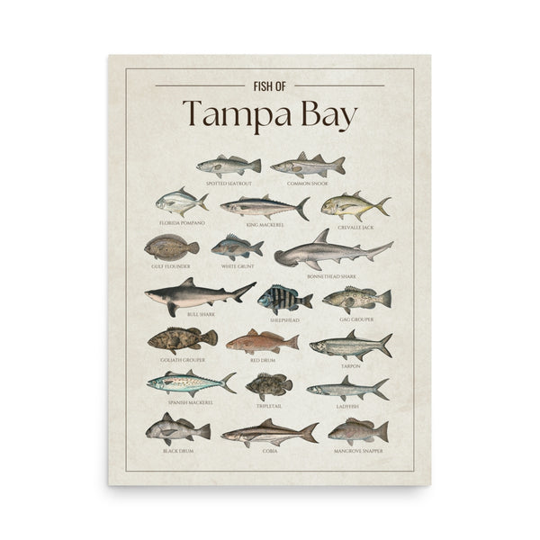 Tampa Bay Print