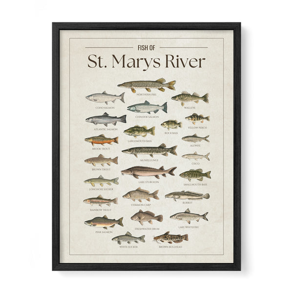 St. Marys River Print