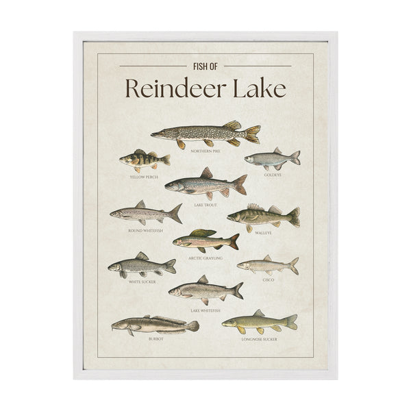 Reindeer Lake Print