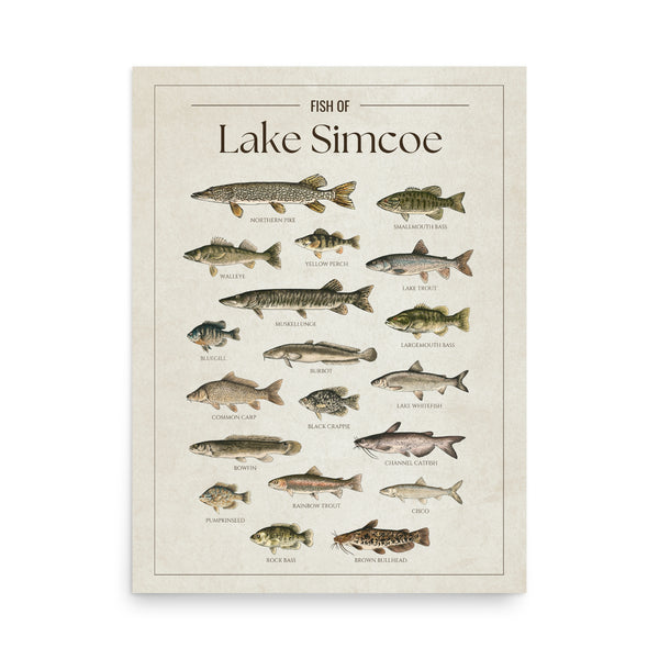 Lake Simcoe Print