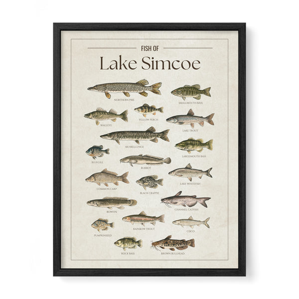Lake Simcoe Print