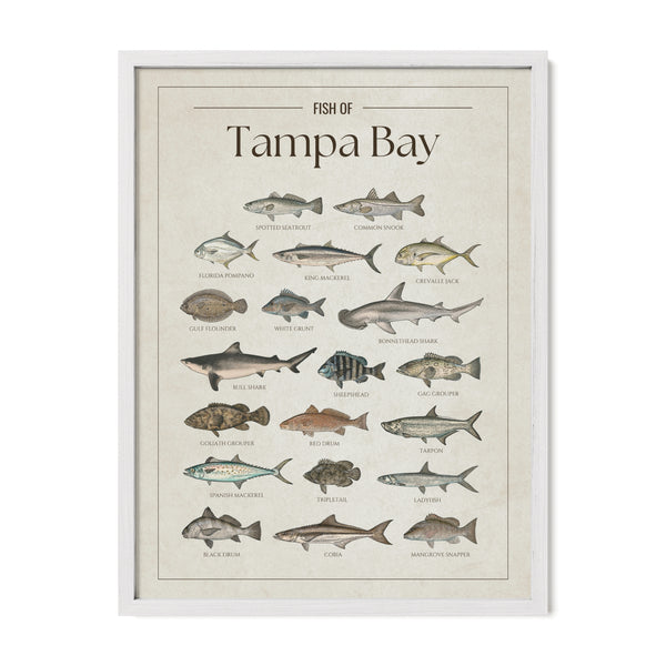 Tampa Bay Print