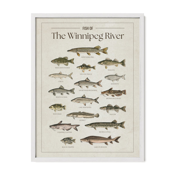 The Winnipeg River Print
