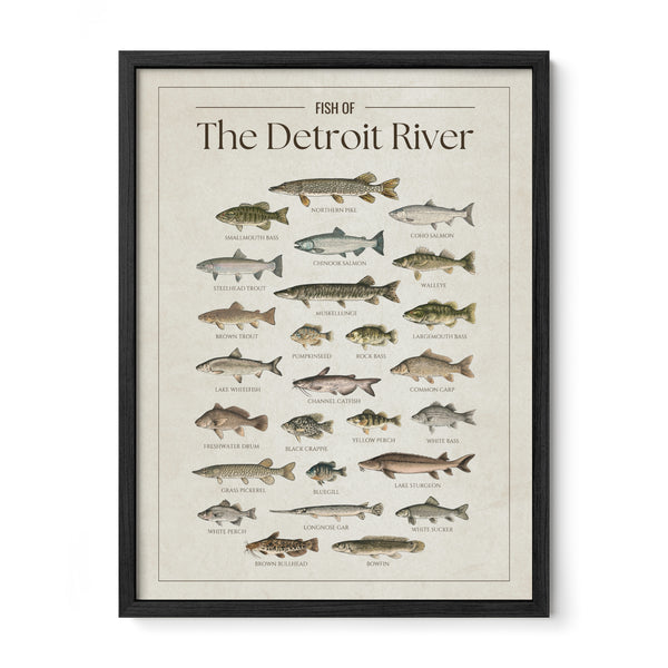 Fish of the Detroit River poster with black frame featuring illustrated freshwater fish species found in the Detroit River, including walleye, muskellunge, northern pike, smallmouth bass, lake sturgeon, salmon, perch, and catfish. Vintage fish identification print for anglers and Great Lakes lake house decor.