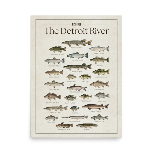Fish of the Detroit River poster featuring illustrated freshwater fish species found in the Detroit River, including walleye, muskellunge, northern pike, smallmouth bass, lake sturgeon, salmon, perch, and catfish. Vintage fish identification print for anglers and Great Lakes lake house decor.