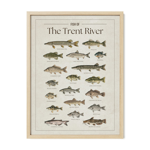 Trent River Print