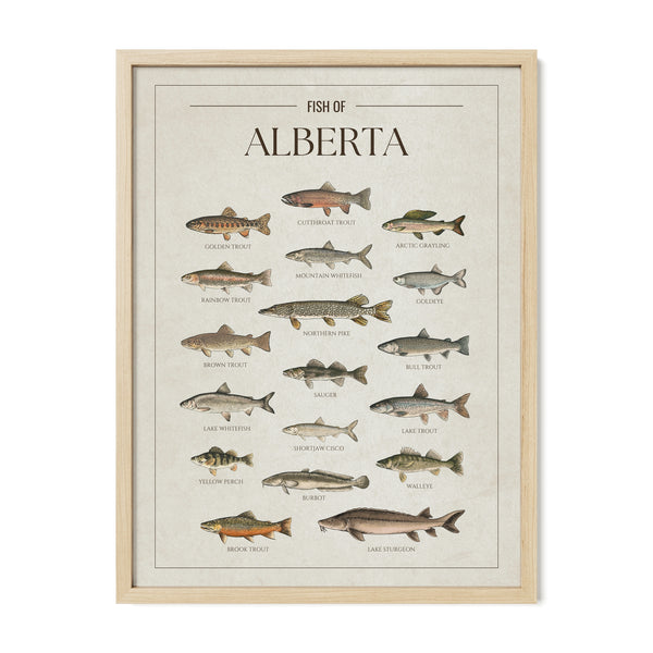 Alberta Print