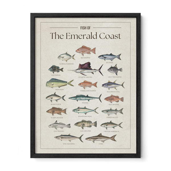 Fish of the Emerald Coast poster with black frame featuring illustrated Florida Gulf fish species including Atlantic sailfish, mahi mahi, wahoo, yellowfin tuna, king mackerel, cobia, red snapper, red grouper, gag grouper, greater amberjack, Spanish mackerel, and Florida pompano. Vintage Florida fish identification print and coastal wall art for anglers and fishing enthusiasts.