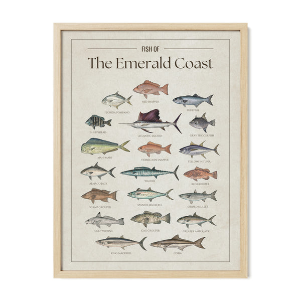 Fish of the Emerald Coast poster with natural frame featuring illustrated Florida Gulf fish species including Atlantic sailfish, mahi mahi, wahoo, yellowfin tuna, king mackerel, cobia, red snapper, red grouper, gag grouper, greater amberjack, Spanish mackerel, and Florida pompano. Vintage Florida fish identification print and coastal wall art for anglers and fishing enthusiasts.