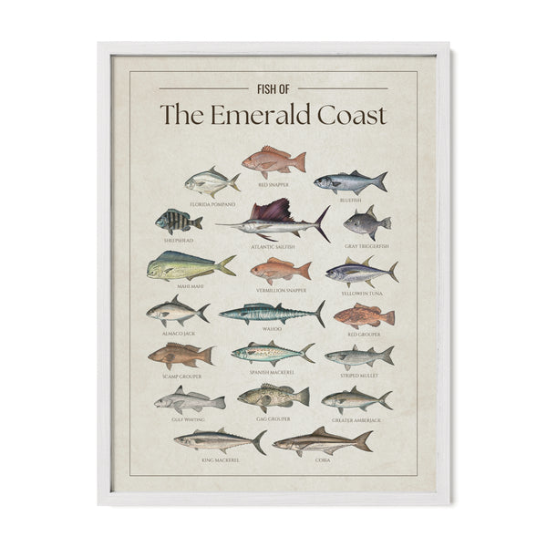Fish of the Emerald Coast poster with white frame featuring illustrated Florida Gulf fish species including Atlantic sailfish, mahi mahi, wahoo, yellowfin tuna, king mackerel, cobia, red snapper, red grouper, gag grouper, greater amberjack, Spanish mackerel, and Florida pompano. Vintage Florida fish identification print and coastal wall art for anglers and fishing enthusiasts.
