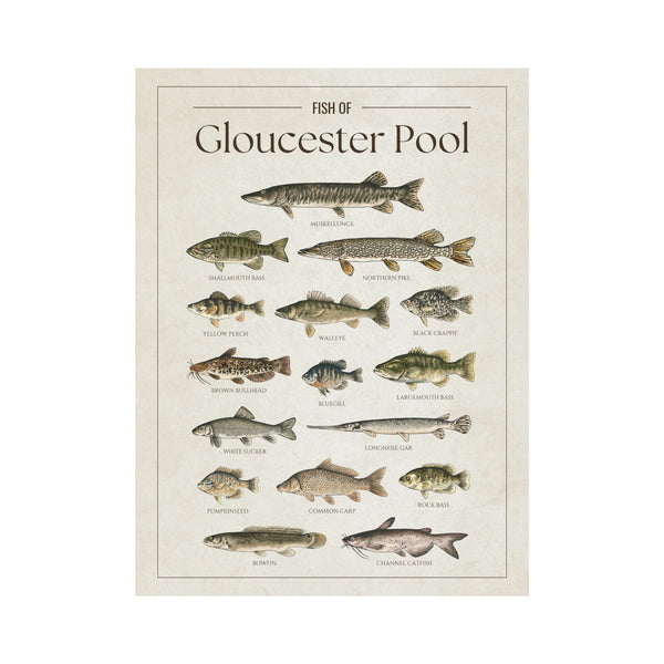 Gloucester Pool Print