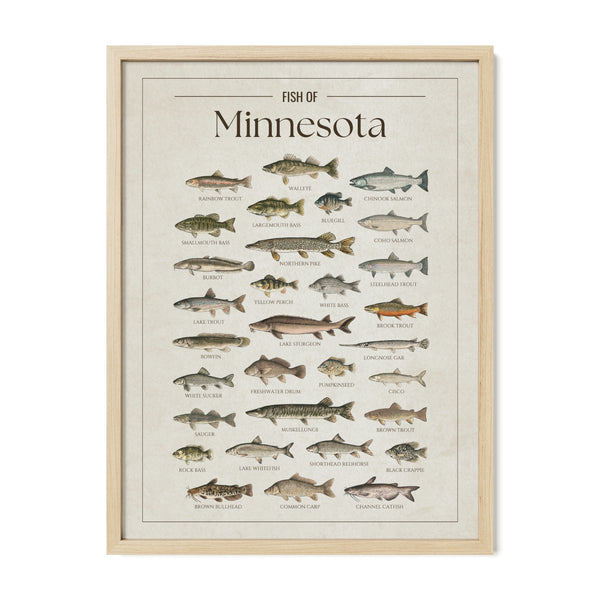 Minnesota Print