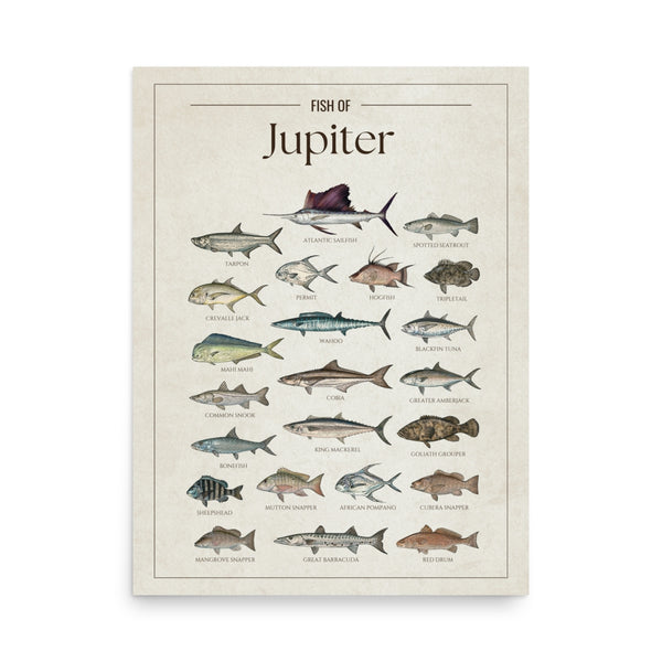 Fish of Jupiter poster featuring illustrated Florida saltwater fish species including Atlantic sailfish, tarpon, mahi mahi, wahoo, blackfin tuna, king mackerel, cobia, goliath grouper, snook, and barracuda. Vintage Florida fish identification print and coastal wall art for anglers and fishing enthusiasts.