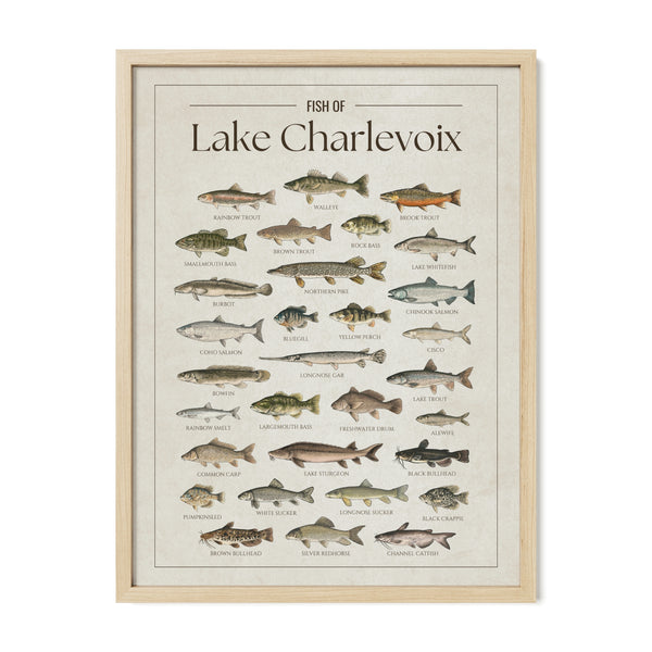 Fish of Lake Charlevoix poster with Natural Frame featuring illustrated fish species found in Lake Charlevoix, Michigan, including walleye, lake trout, northern pike, smallmouth bass, yellow perch, Chinook salmon, lake sturgeon, and rainbow trout. Vintage fish identification print and lake house wall art for anglers and fishing enthusiasts.