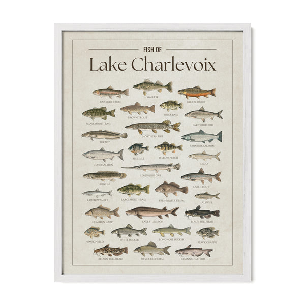 Fish of Lake Charlevoix poster with White Frame featuring illustrated fish species found in Lake Charlevoix, Michigan, including walleye, lake trout, northern pike, smallmouth bass, yellow perch, Chinook salmon, lake sturgeon, and rainbow trout. Vintage fish identification print and lake house wall art for anglers and fishing enthusiasts.