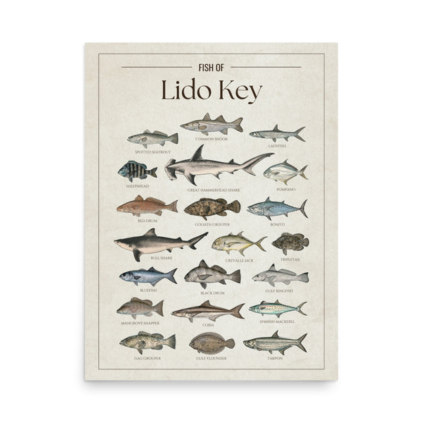 Fish of Lido Key poster featuring illustrated Florida Gulf Coast fish species including tarpon, snook, spotted seatrout, red drum, cobia, Spanish mackerel, goliath grouper, gag grouper, pompano, hammerhead shark, and bull shark. Vintage Florida fish identification print and coastal wall art for anglers and fishing enthusiasts.