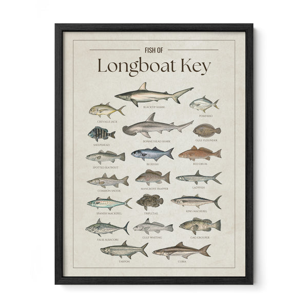Fish of Longboat Key poster with black frame featuring illustrated Florida Gulf Coast fish species including tarpon, common snook, red drum, cobia, king mackerel, Spanish mackerel, gag grouper, spotted seatrout, blacktip shark, bonnethead shark, pompano, and sheepshead. Vintage Florida fish identification print and coastal wall art for anglers and fishing enthusiasts.