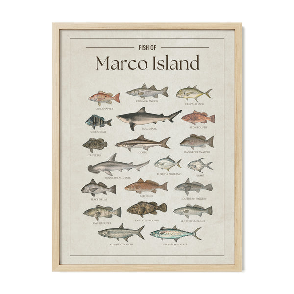 Fish of Marco Island poster with natural frame featuring illustrated Florida Gulf Coast fish species including tarpon, common snook, cobia, red drum, red grouper, gag grouper, goliath grouper, Spanish mackerel, spotted seatrout, Florida pompano, permit, and bull shark. Vintage Florida fish identification print and coastal wall art for anglers and fishing enthusiasts.