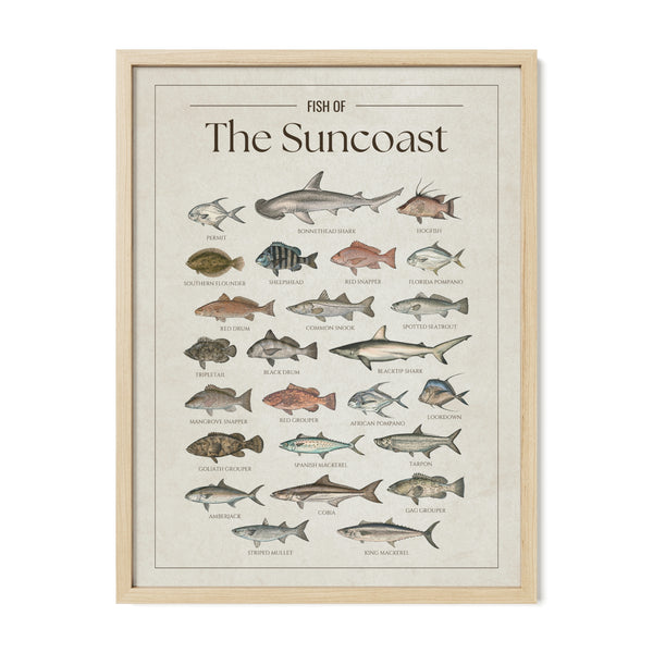 Fish of the Suncoast poster with natural frame featuring illustrated Florida Gulf Coast fish species including tarpon, snook, red snapper, red drum, spotted seatrout, king mackerel, Spanish mackerel, cobia, goliath grouper, and blacktip shark. Vintage Florida fish identification print and coastal wall art for anglers and fishing enthusiasts."