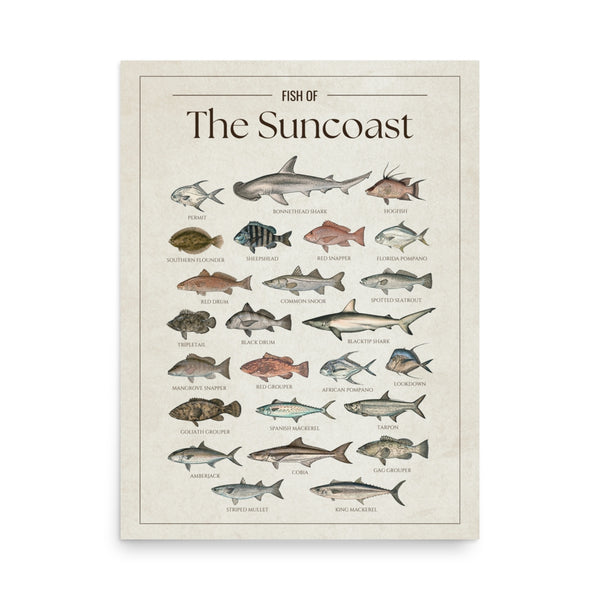 Fish of the Suncoast poster featuring illustrated Florida Gulf Coast fish species including tarpon, snook, red snapper, red drum, spotted seatrout, king mackerel, Spanish mackerel, cobia, goliath grouper, and blacktip shark. Vintage Florida fish identification print and coastal wall art for anglers and fishing enthusiasts.