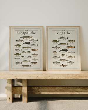 Maine Collection