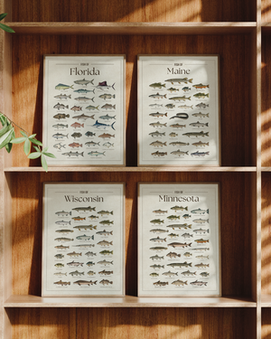 U.S. State Collection