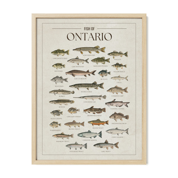 Ontario Print