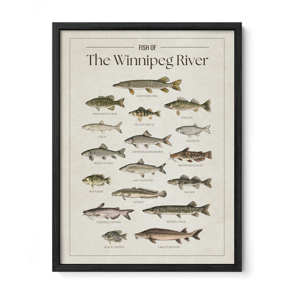 The Winnipeg River Print