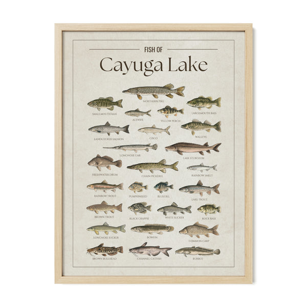 Cayuga Lake Print