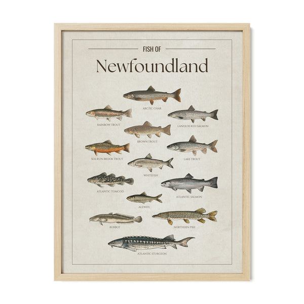 Newfoundland Print