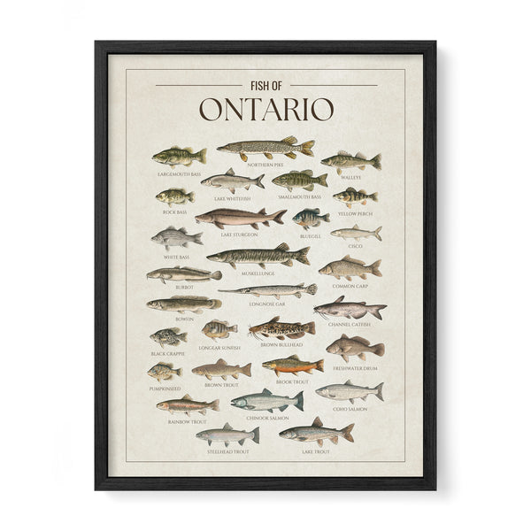 Ontario Print