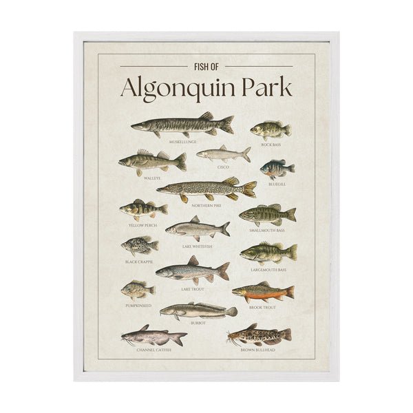 Algonquin Park Print