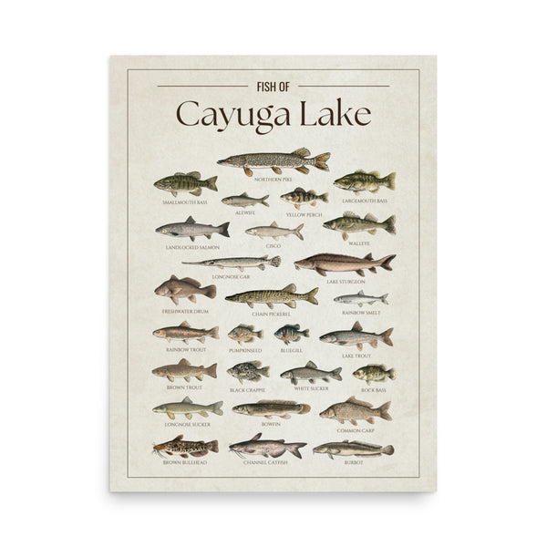 Cayuga Lake Print